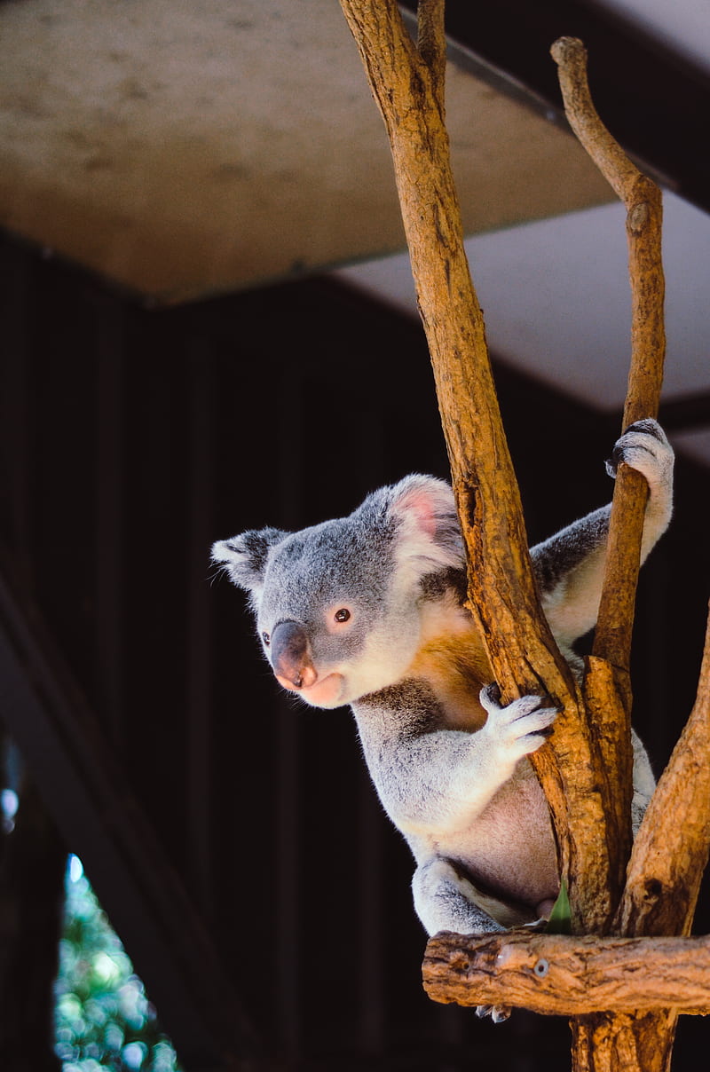 koala hanging on branch, HD phone wallpaper