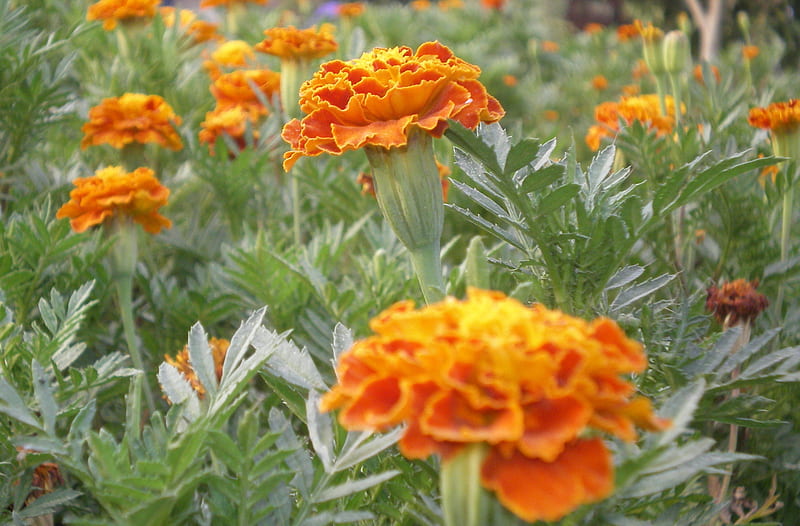 Marigold, flowers, nature, HD wallpaper