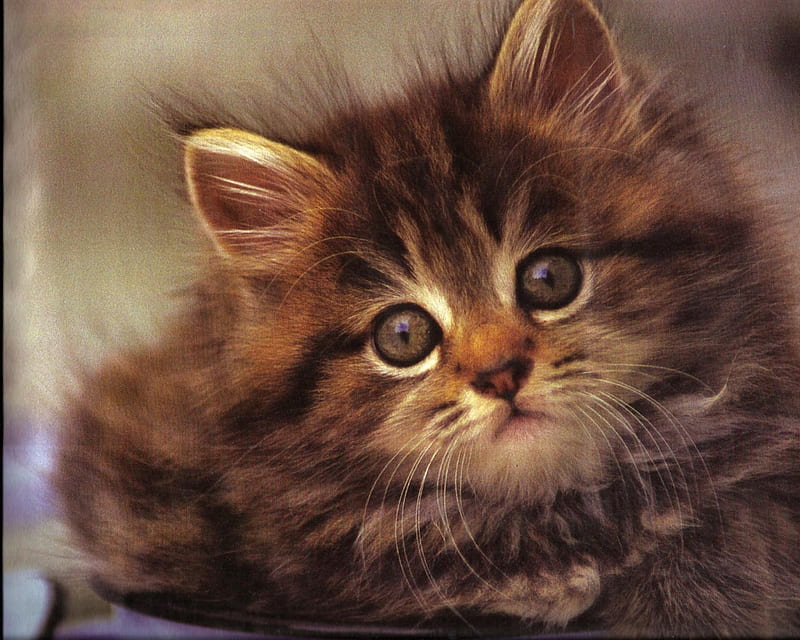 A calico kitten, cute, calico, feline, kitten, HD wallpaper