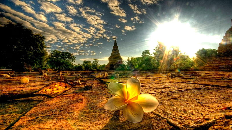 Beautiful Flower at the Temple, sun, flowers, temple, nature, trees, clouds, sky, HD wallpaper