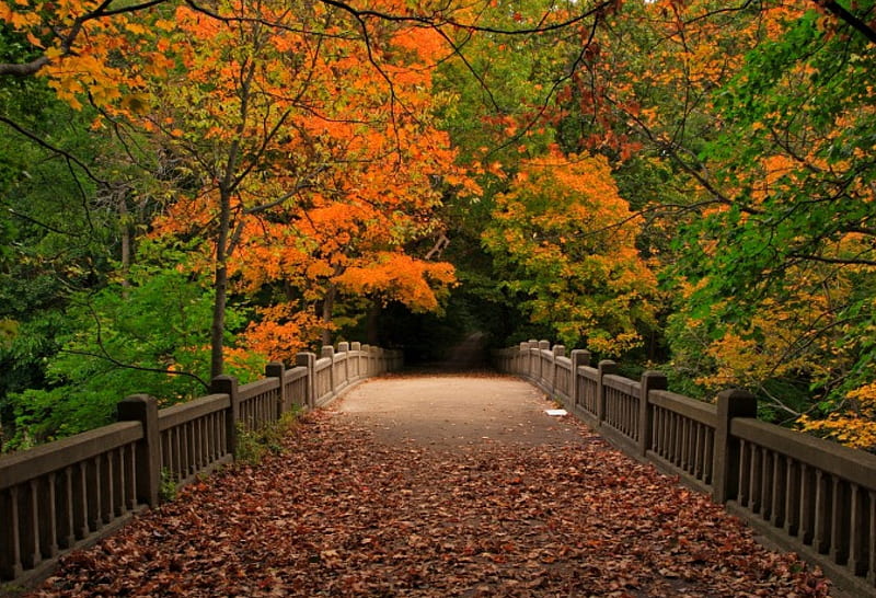 Autumn, forest, fall, view, park, trees, leaves, bridge, autumn splendor, nature, walk, HD wallpaper