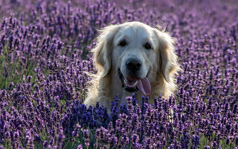 labrador, lavender, close-up, retriever, pets, labradors, golden retriever, HD wallpaper