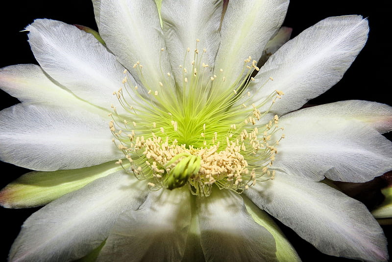 First Blooms of a 40 year old cactus at 3 am, desert, flower, nature, blooms, buds, cactus, night, HD wallpaper