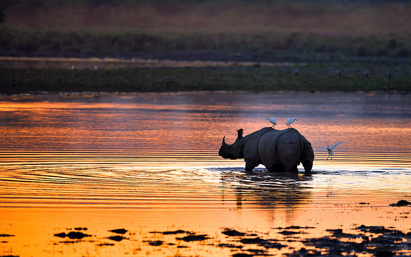 Indian rhinoceros Kaziranga National Park 2021 Bing, HD wallpaper