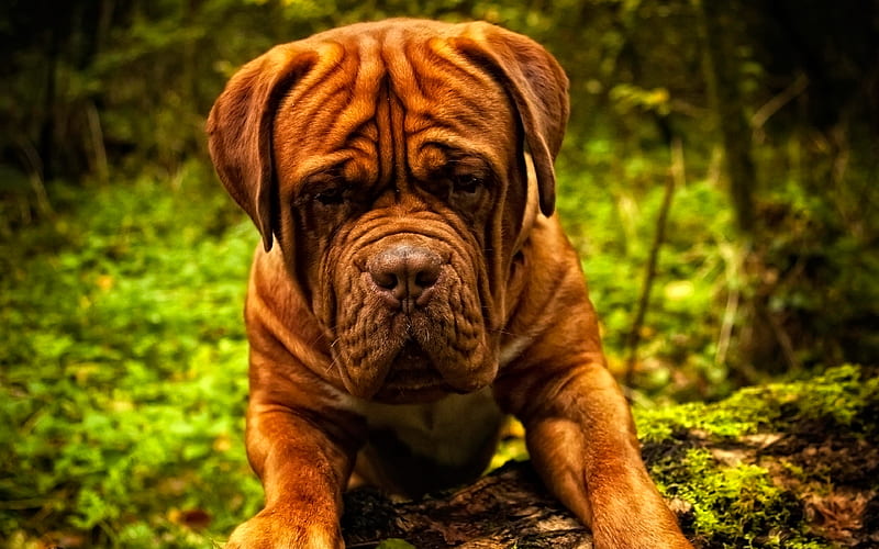 Dogue de Bordeaux, big brown dog, French Mastiff, Bordeauxdog, 4к, pets, dogs, HD wallpaper