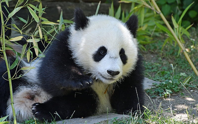 cute panda, zoo, bears, funny animals, pandas, panda, cute animals, HD wallpaper