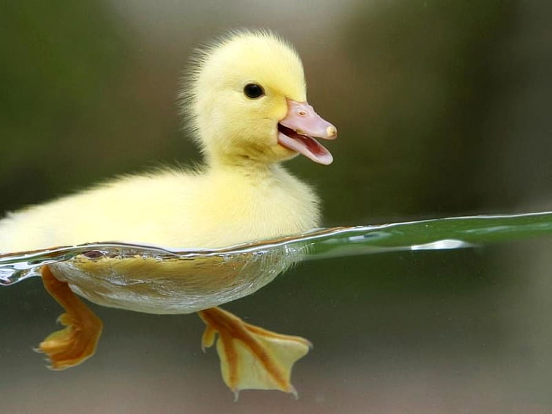 First time in Water, swiming, water, little, duck, trying, first, animal, HD wallpaper