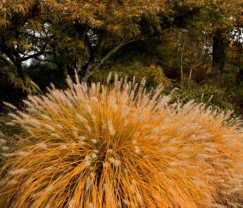 Dwarf Fountain Ornamental Grass, Ornamental grass, Fountain, Orange, Dwarf, Trees, HD wallpaper