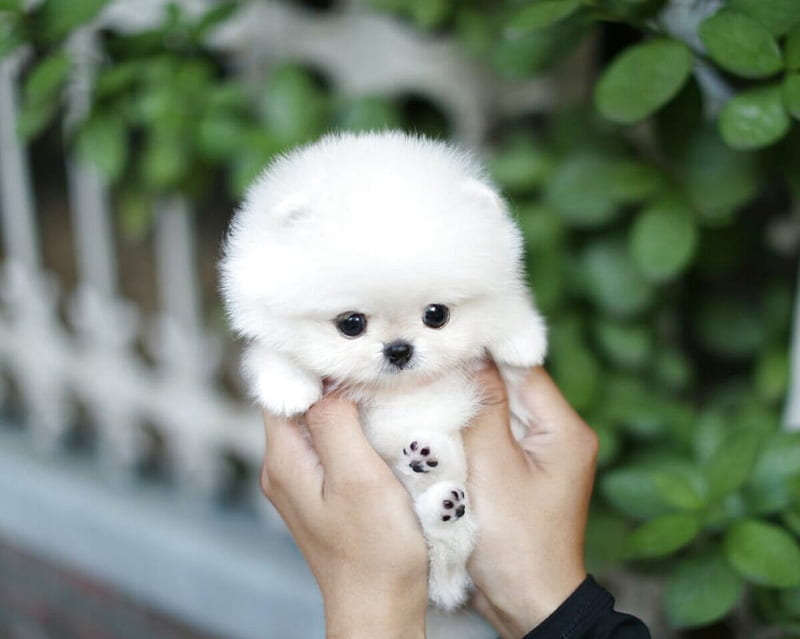 caine, dog, white, puppy, cute, mini, teacup puppy, hand, HD ...