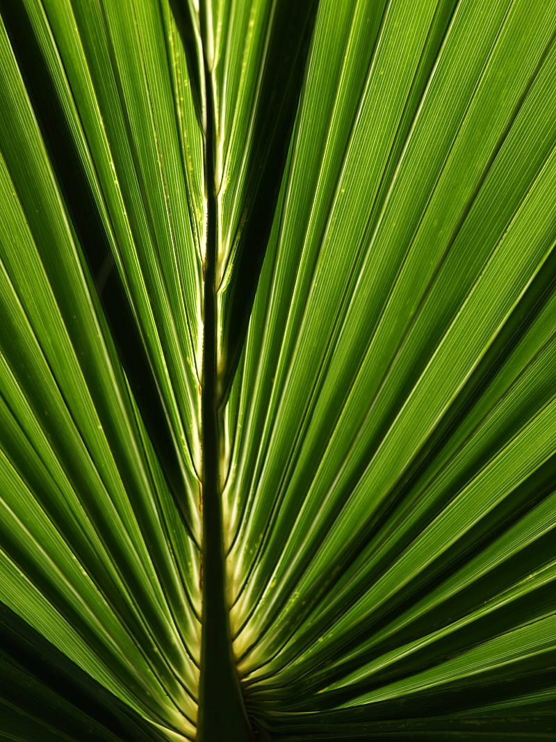 palm, leaf, macro, green, closeup, HD phone wallpaper