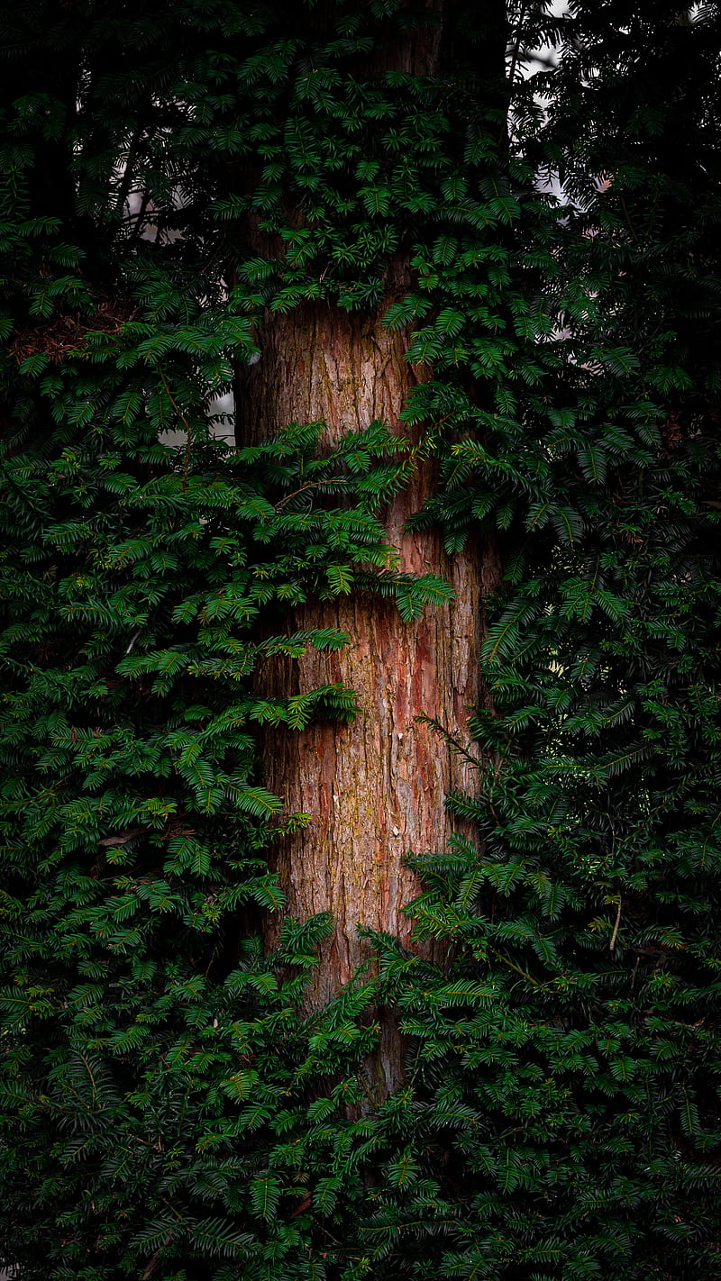 pine, tree, branches, needles, bark, green, HD phone wallpaper