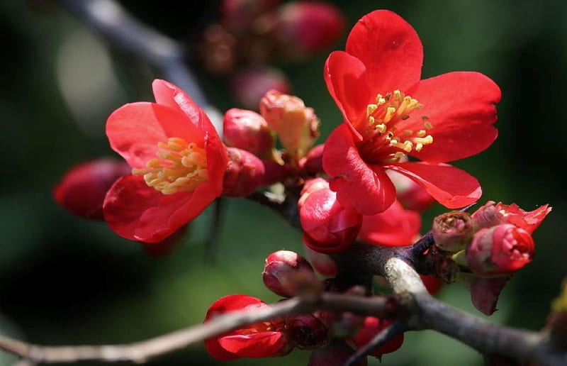 Japanese quince, branch, Red, flowers, Japanese, quince, nature, blooming, HD wallpaper