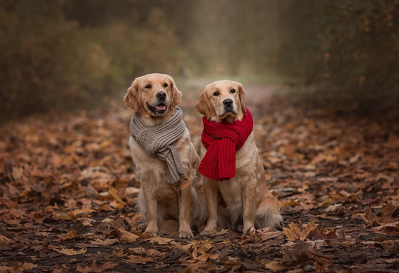 Golden 2024 retriever scarf