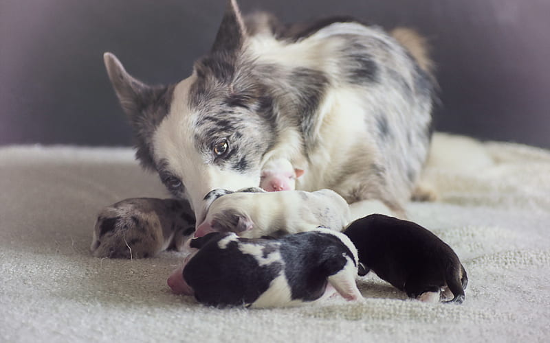 Australian Shepherd, newborn puppies, Aussie, family, mother and cubs, dogs, cute animals, HD wallpaper