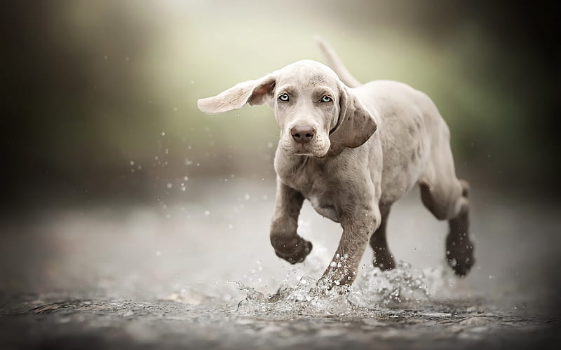 weimaraner, running puppy, river, water, cute animals, gray puppy, blue eyes, pets, dogs, HD wallpaper