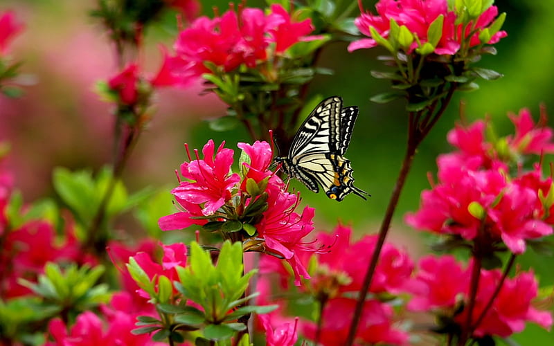 SPRING BEAUTY, flowers, nature, spring, butterly, HD wallpaper