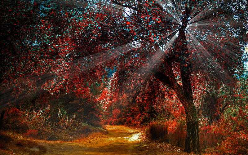 autumn, forest, yellow trees, sun rays, beautiful nature, HD wallpaper