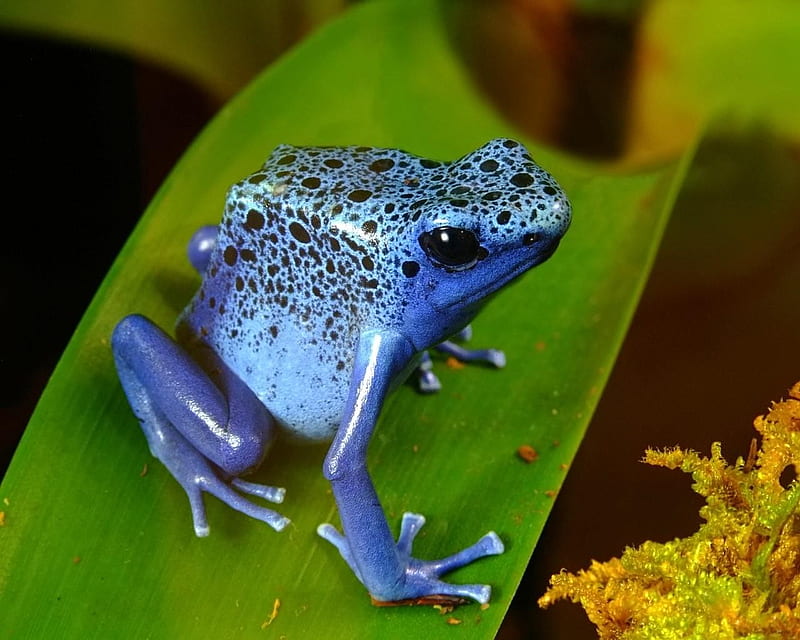 Dart Frog, frog, poison, dart, blue, HD wallpaper