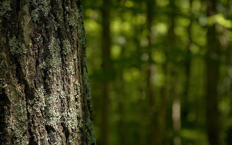 tree trunk-Forest plants, HD wallpaper