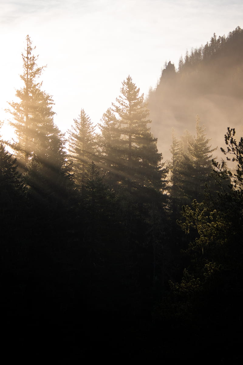 forest, trees, fog, sunlight, morning, HD phone wallpaper