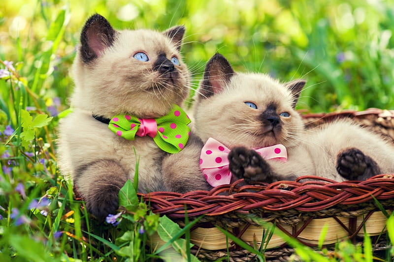 Kittens in bow ties, cute, bow ties, grass, basket, kittens, adorable, sweet, HD wallpaper