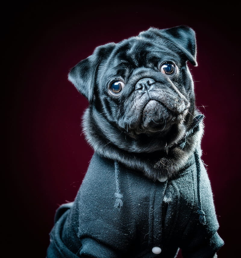 pug, dog, pet, glance, black, HD mobile wallpaper