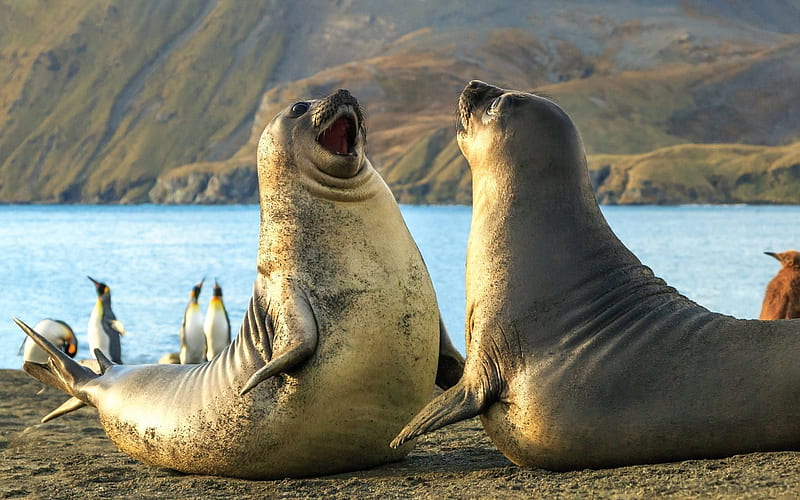 elephant seal, seals, sea inhabitants, Atlantic, Coast, penguins, South Sandwich Islands, HD wallpaper
