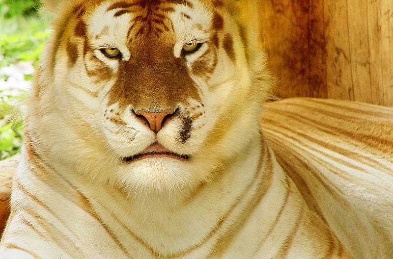 Golden tiger ***, wild, golden, tiger, cats, animals, animal, HD wallpaper  | Peakpx