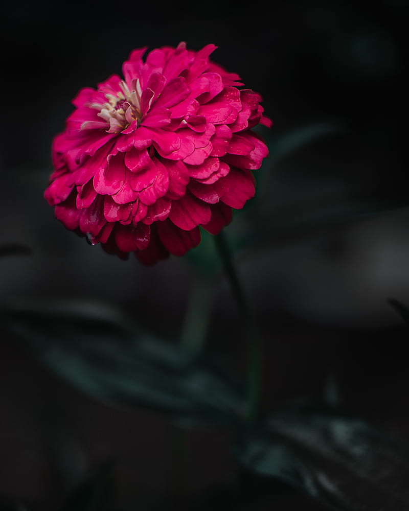 zinnia, flower, macro, focus, HD phone wallpaper