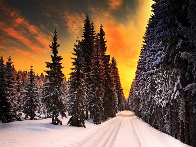 Winter Road, forest, tire tracks, snow, road, trees, clouds, sky, winter, HD wallpaper