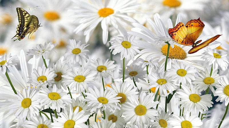 Abundance of Daisies, daisies, summer, flowers, firefox persona, spring, butterflies, daisy, HD wallpaper