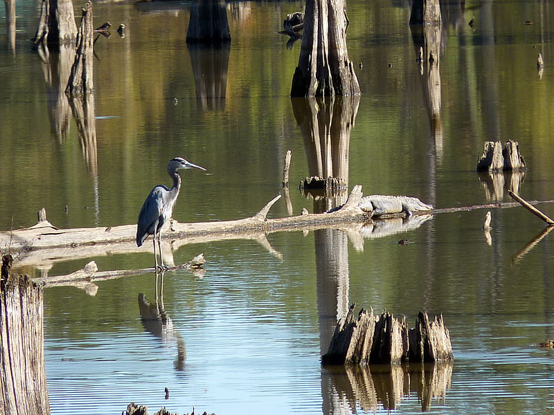 Blue heron and an alligator on a log, heron, alligator, blue heron, birds, reptiles, alligators, swamp, log, HD wallpaper