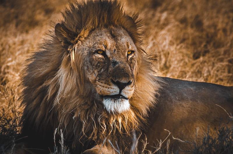 lion, predator, big cat, king of beasts, wildlife, HD wallpaper