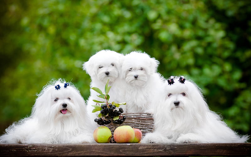 Maltese cute animals, furry dog, white dogs, pets, dogs, Maltese dog, HD wallpaper