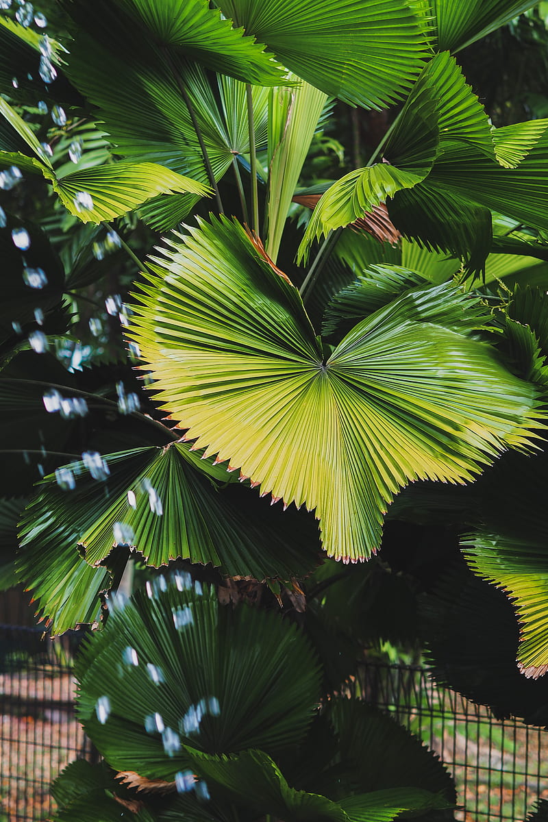 plant, leaves, tropics, green, macro, HD phone wallpaper