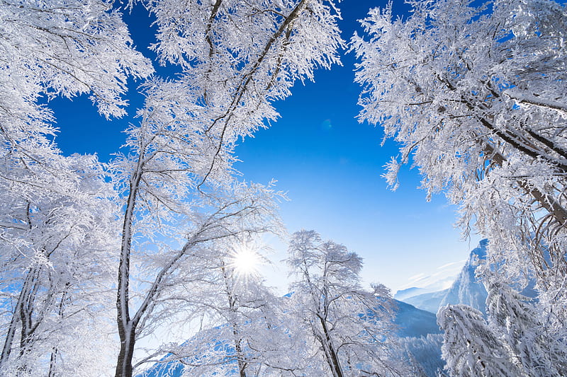 Earth, Winter, Alps, Austria, Frost, Mountain, Sky, Tree, HD wallpaper