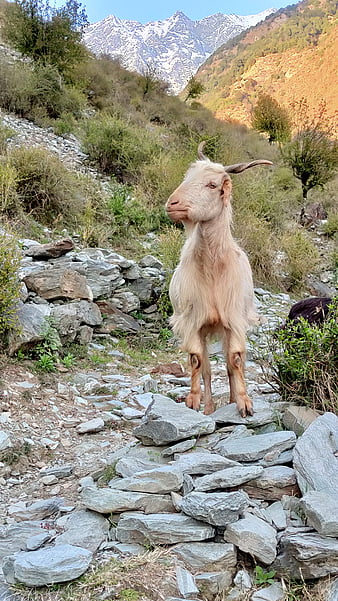 Goat Wallpaper Pictures | Download Free Images on Unsplash