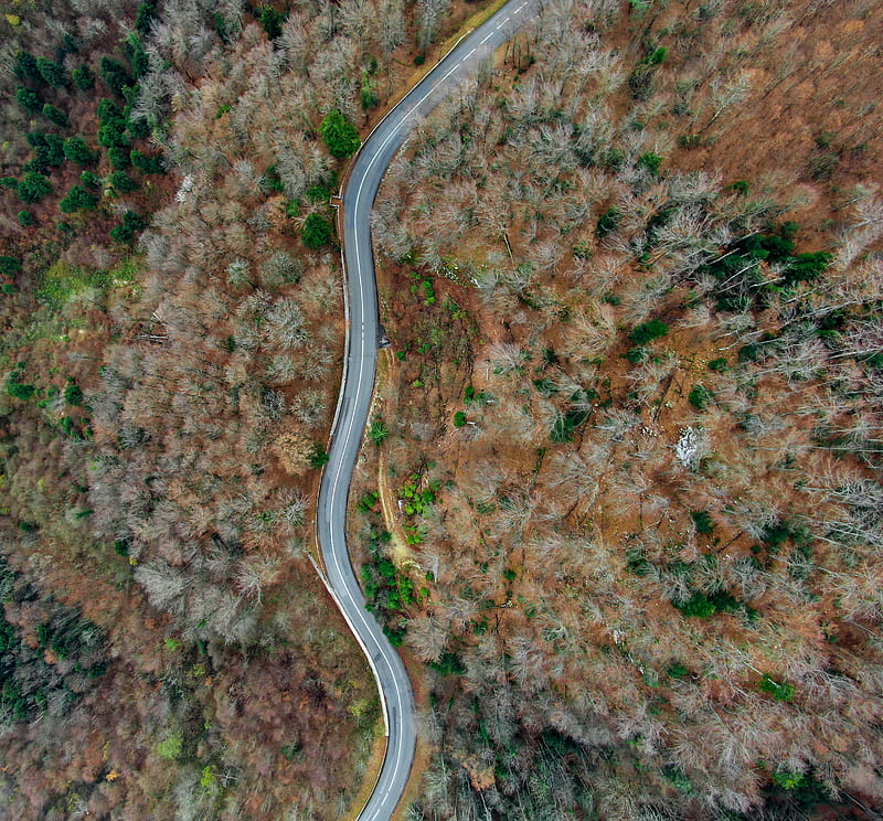 areal graphy of road between trees, HD wallpaper