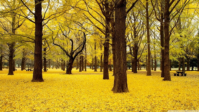 Autumn Wallpaper 4K Red leaves Forest Pathway 1224