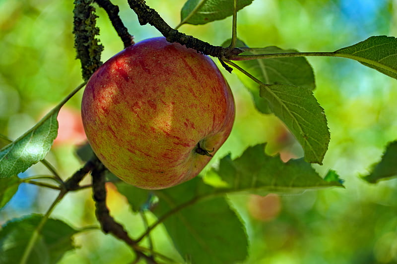 apple, fruit, branch, leaves, HD wallpaper