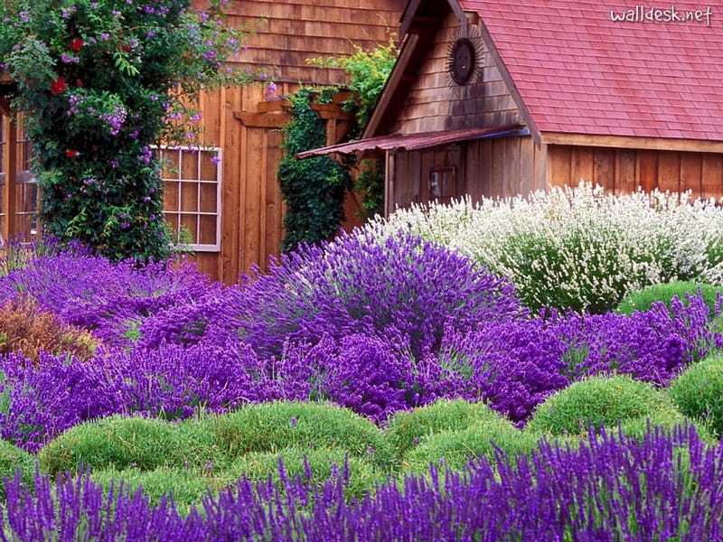 Thị trấn Lavender tại California, Mỹ là một điểm đến lý tưởng cho những người tìm kiếm sự yên tĩnh giữa những cánh đồng hoa Lavender tím thẫm. Hãy cùng chiêm ngưỡng những bức ảnh về thị trấn tuyệt đẹp này để cảm nhận sự yên tĩnh và thư giãn.