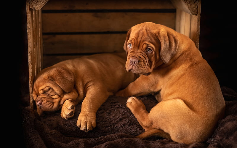 Dogue de Bordeaux, twins, pets, Bordeaux mastiff, puppies, French mastiff, Bordeauxdog, dogs, cute animals, HD wallpaper