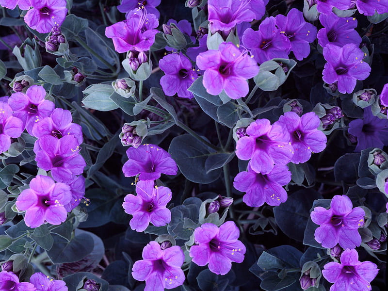 Flores violetas, violeta, flores, naturaleza, bonito, violeta, Fondo de  pantalla HD | Peakpx