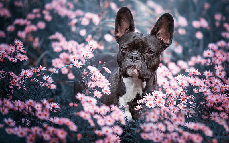 French Bulldog, small black dog, pets, wild flowers, black puppy, bulldog, dogs, HD wallpaper