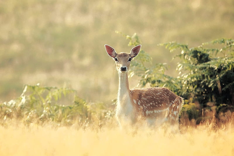 Young Fawn Checking out the Neighbourhood, fawn, nature, field, animal, HD wallpaper