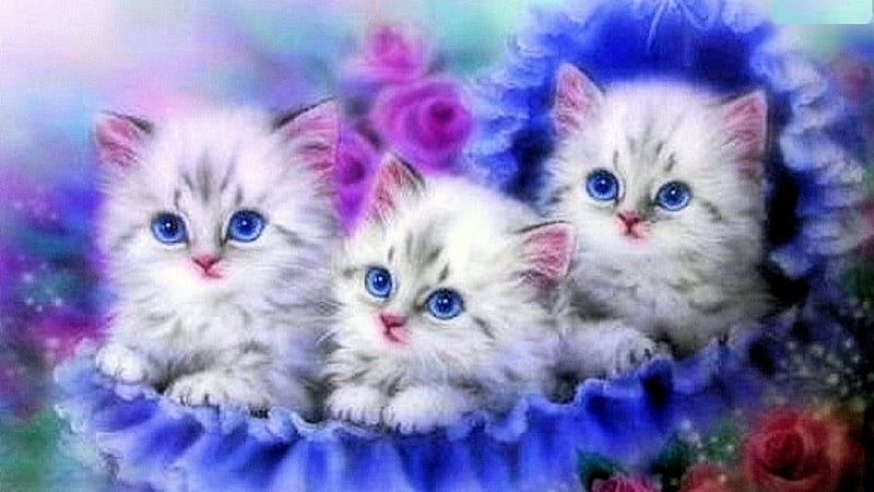 Katze, Blau, rose, Deutschland, HD wallpaper