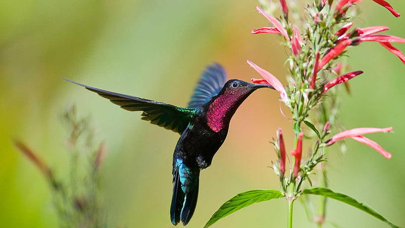 Hummingbird at St. Lucia, Caribbean, colorful, wings, flower, blossoms, nature, HD wallpaper