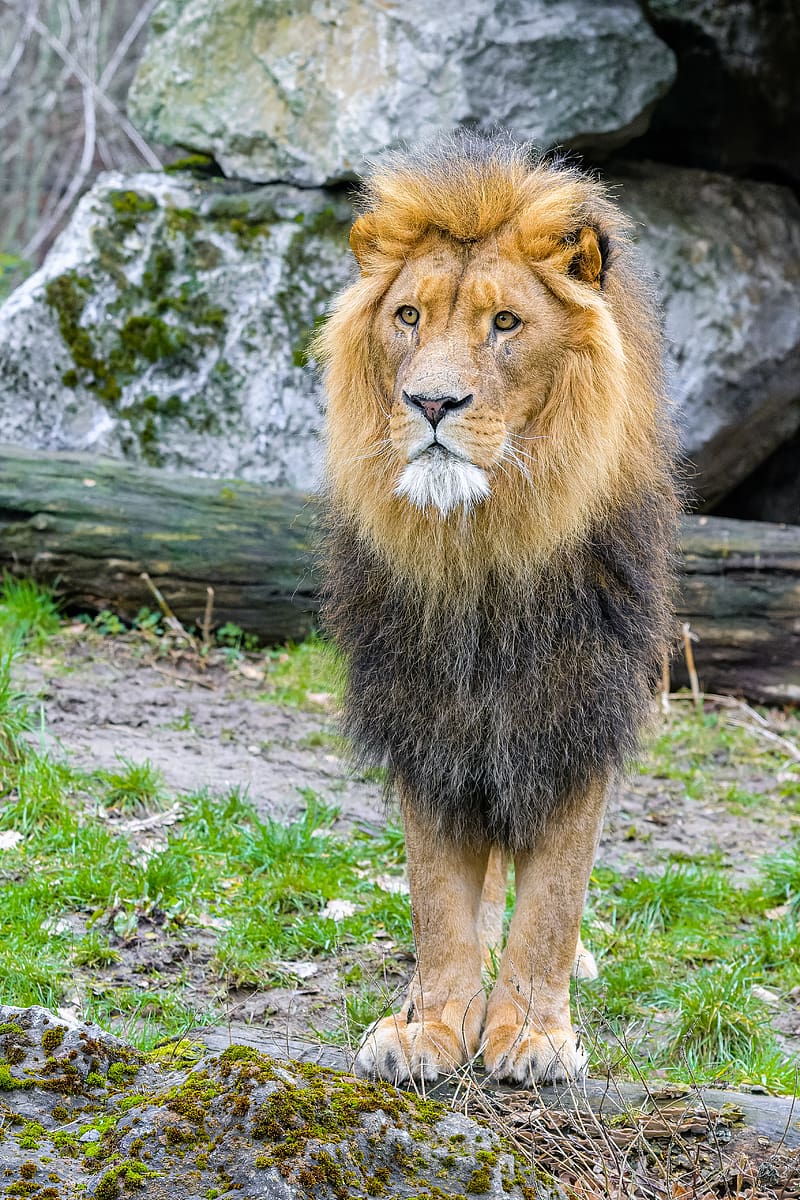 african lion, animal, predator, wildlife, HD phone wallpaper