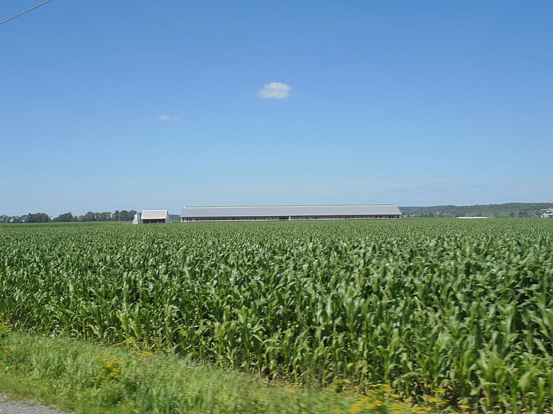 Cornfield in Central NY, summer, fields, cornfields, barns, HD wallpaper