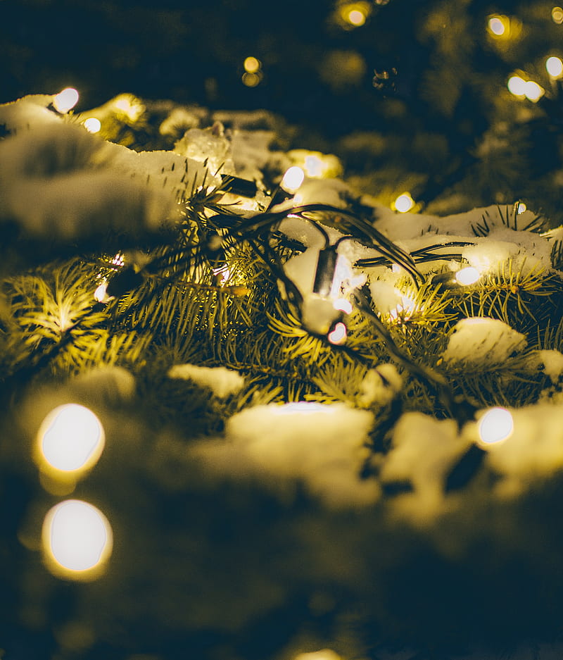 spruce, branches, garland, snow, light, HD phone wallpaper